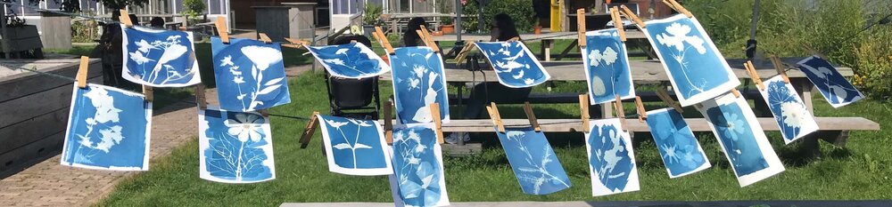 Cyanotype 5