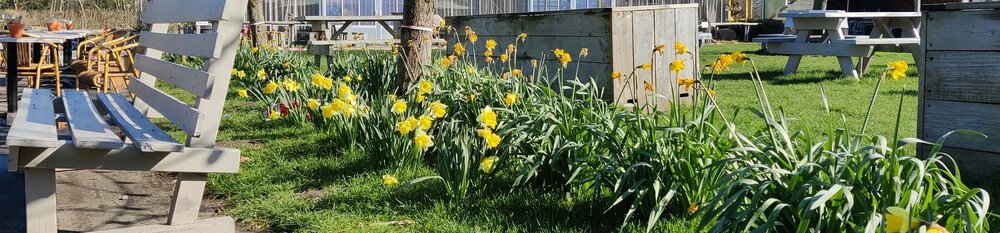 Narcissen