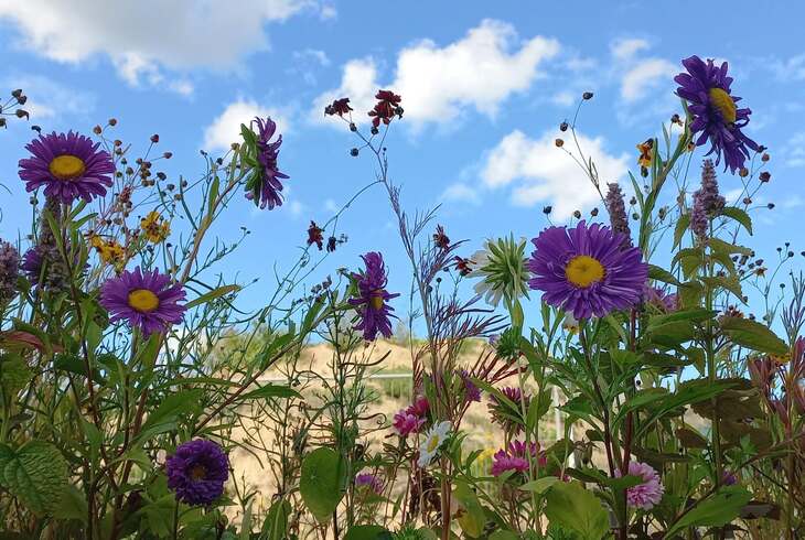 bloementuin